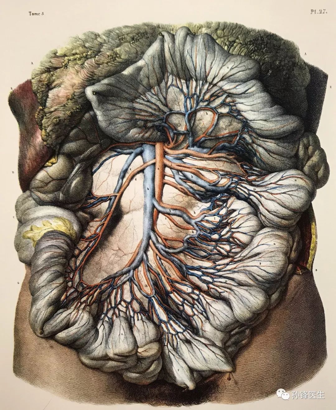 医学图说你或许没见过的高清图谱小肠与结肠医生入