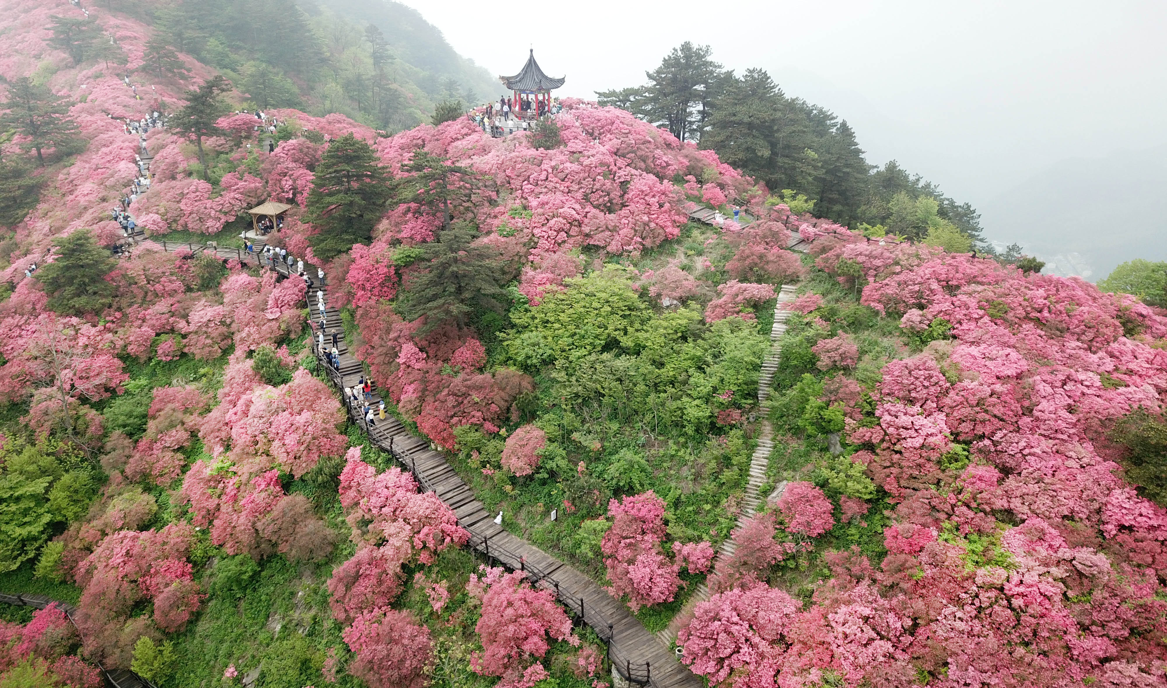 重磅!新华社全球直播湖北麻城龟峰山杜鹃花海盛况 上千万网友称赞