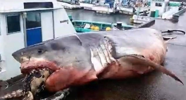 胃口過大！日本海域白鯊吞海龜未果 窒息而亡 未分類 第2張