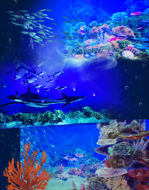 全球首展!世纪汇「深蓝之境」开启3d魔幻海底世界!