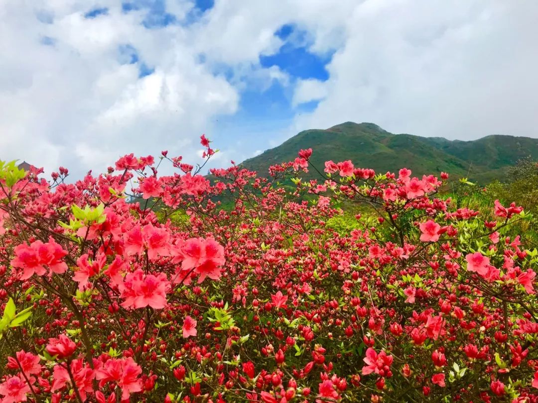 震撼大围山十万亩杜鹃花海提前绽放五一盛放正当时