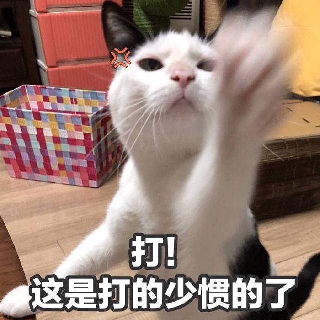 暴躁猫咪表情包:说人话