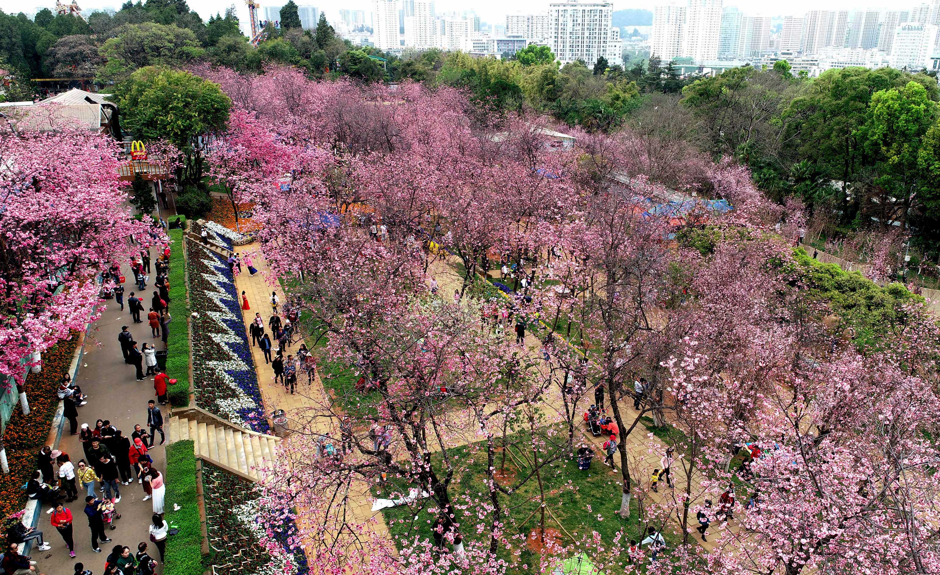 新华社发(苏阳 摄)游客在江苏南京梅花山赏花(3月8日无人机拍摄.