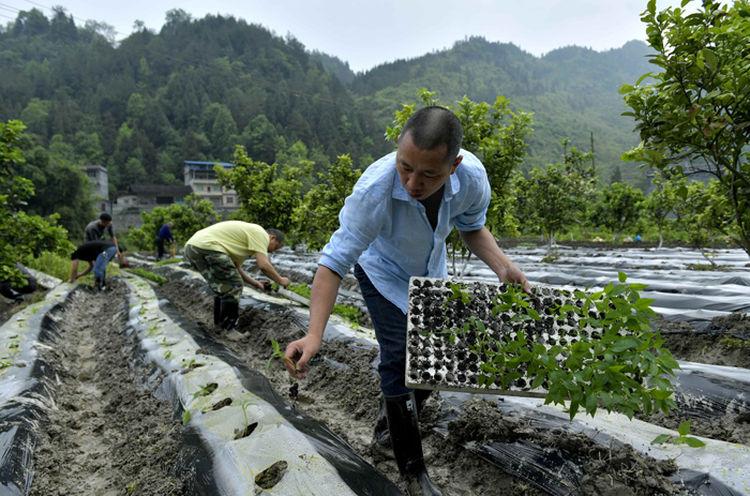 湖北贫困人口_湖北贫困地区图片(3)