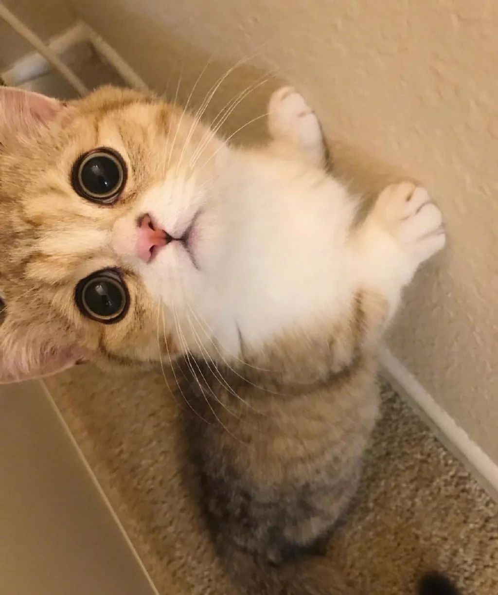 曼赤肯猫simba,小短腿超萌的,受不了啦!