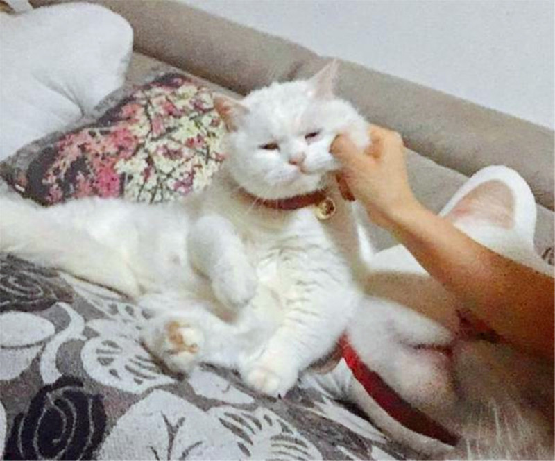 主人欺负自己家的猫咪,猫咪忍无可忍对主人下次重手!