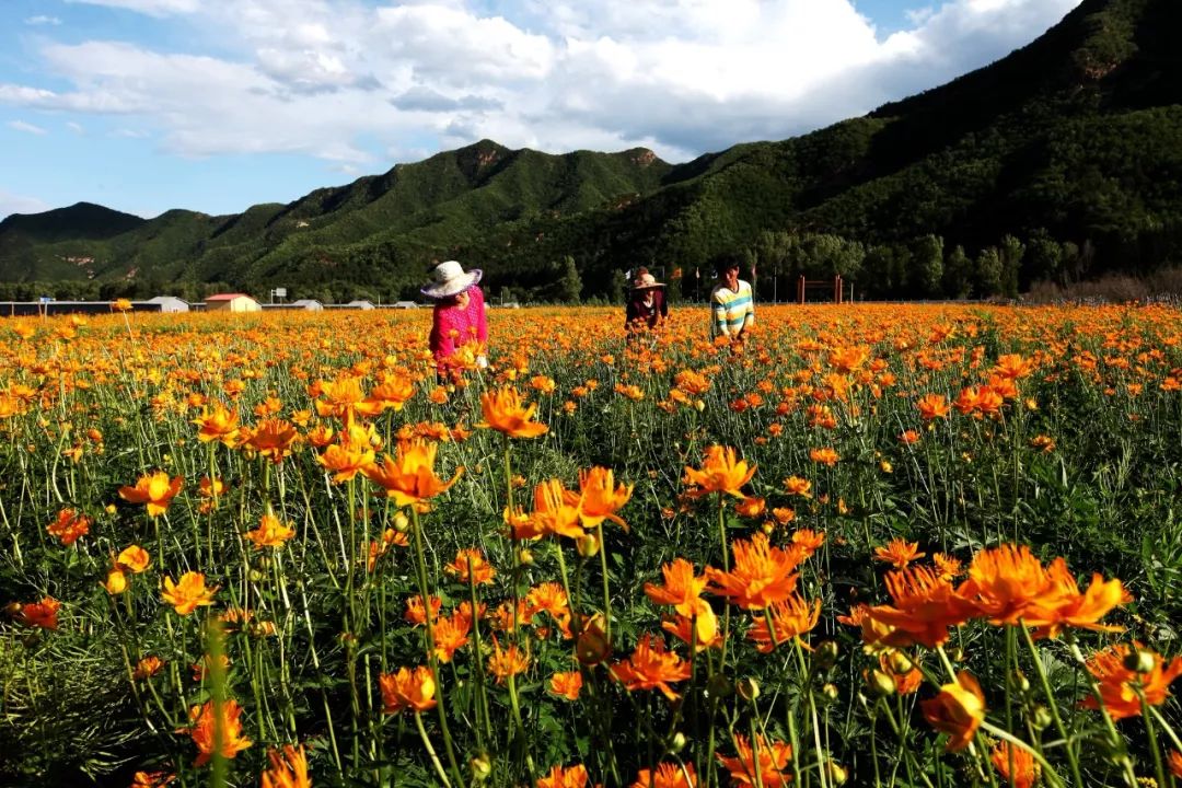 赏怀柔喇叭沟门绚丽杜鹃花海住牧马而居的满族风情小院