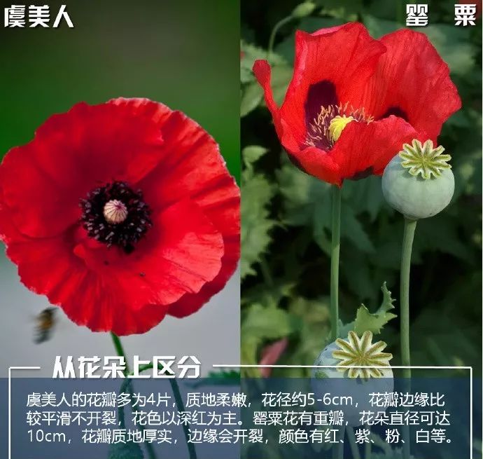 "罂粟花","虞美人"傻傻分不清楚?教你一秒明辨涉毒植物