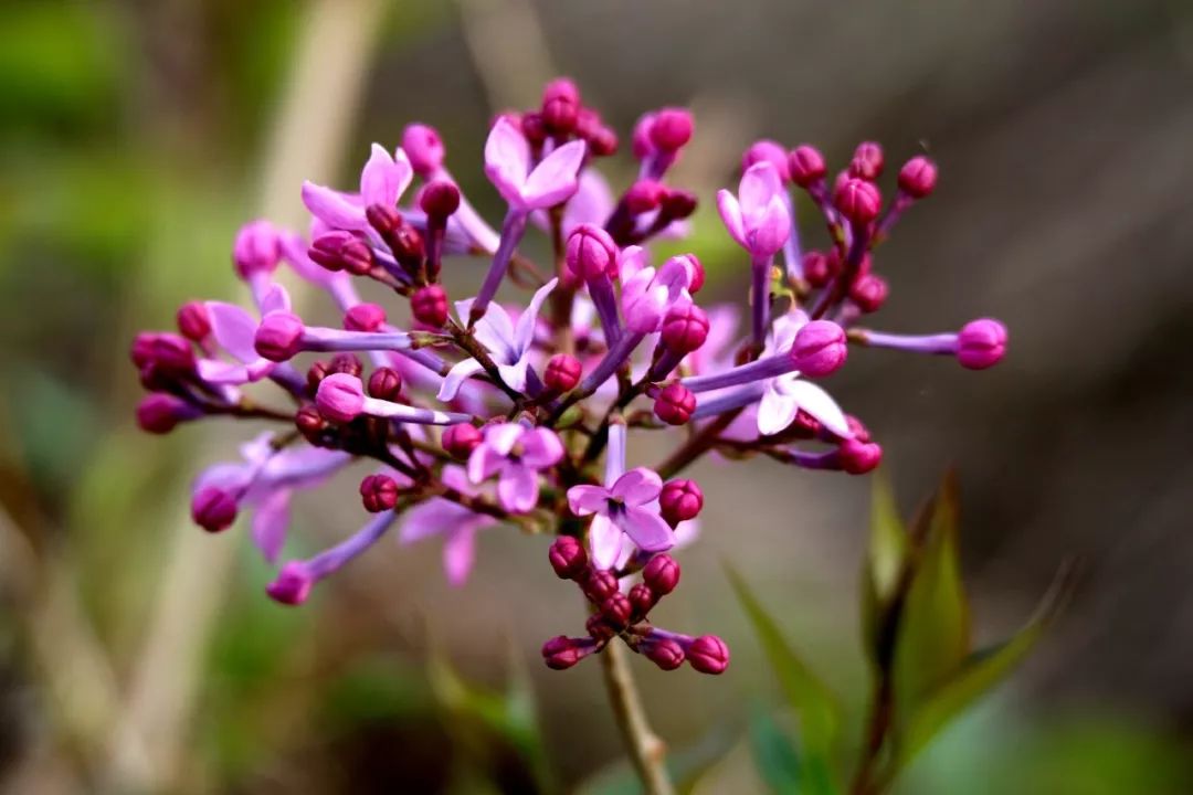 镜头丁香花盛开的塔城