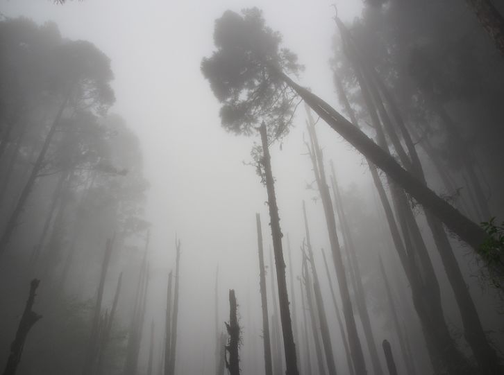 旅游 台湾南投宛如走进童话般的迷雾场景-忘忧森林