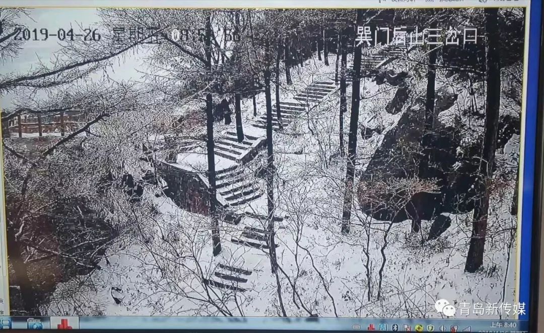 今天,崂山下!雪!了!