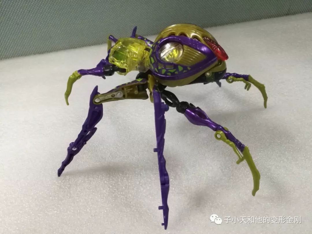 后面来看,蜘蛛形态也十分完美,特征把握满分,脚爪修长,看来速度绝对不