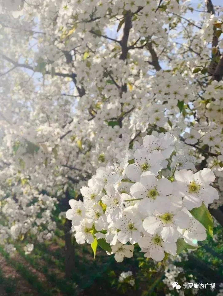 北长滩村的百年梨树,但是今年要数 宁夏最美的梨花绝非海原关桥莫属