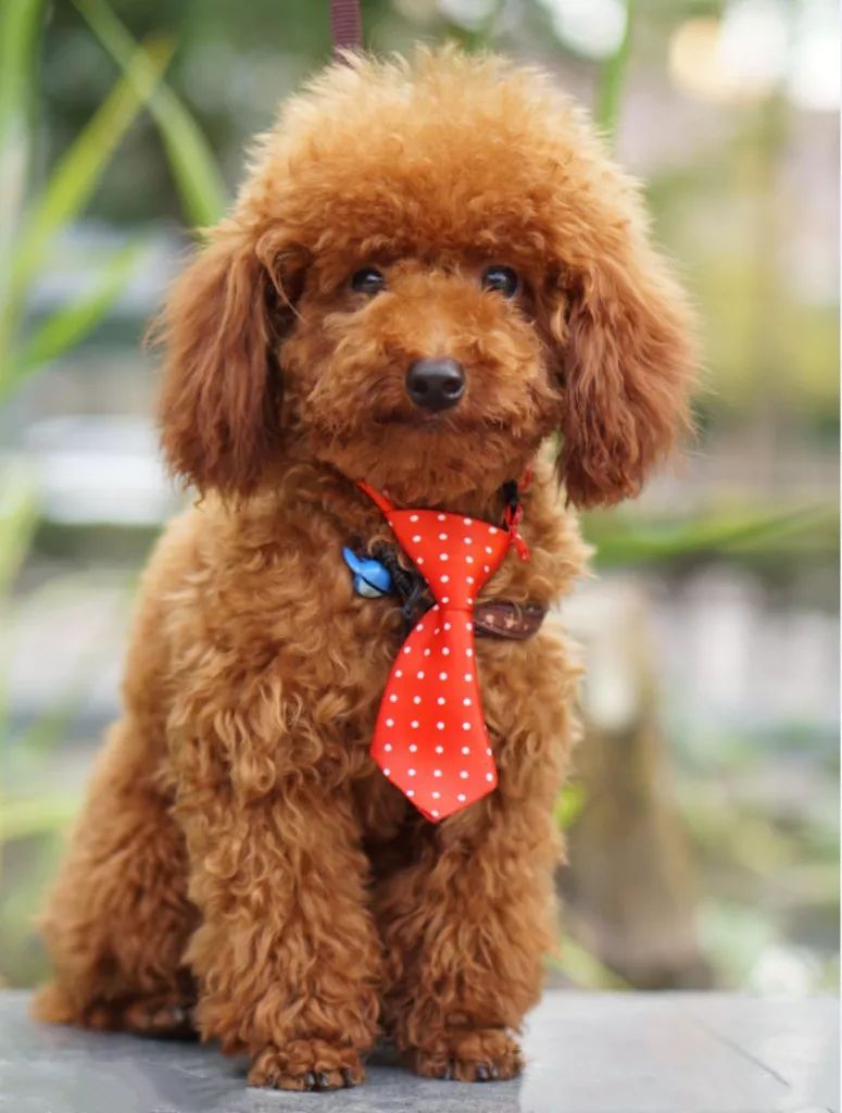 泰迪犬,也称"贵妇犬",又称"卷毛狗",泰迪是贵宾犬的美容造型之一.