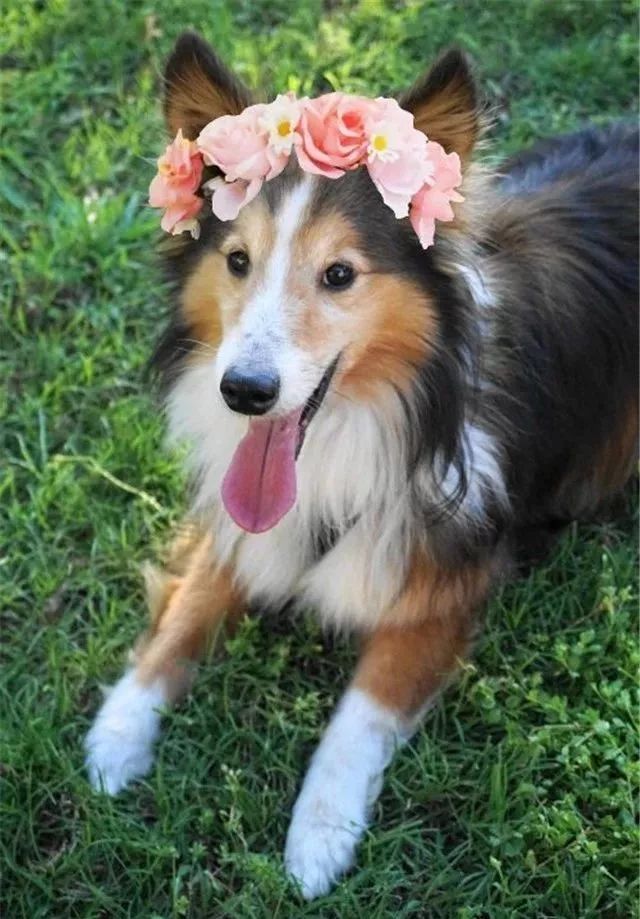 狗狗头戴花环,说它比天仙还美都不过分