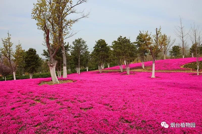 4月烟台植物园美翻了