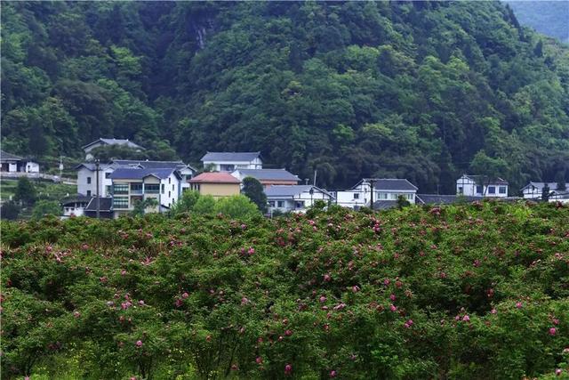 蔚为壮观绥阳县枧坝镇黄鱼江八百多亩玫瑰连日来花海荡漾 玫瑰飘香