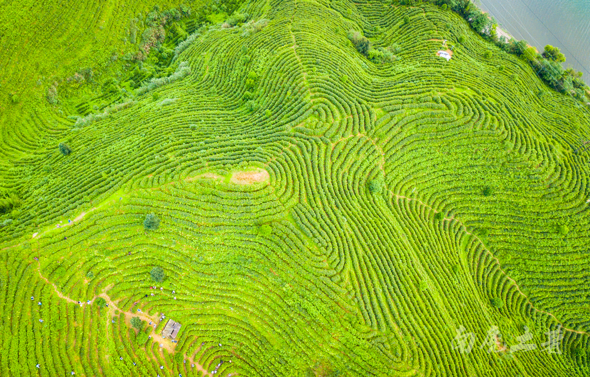 江西最后一座未开发的旅游名山，茶园像大地指纹