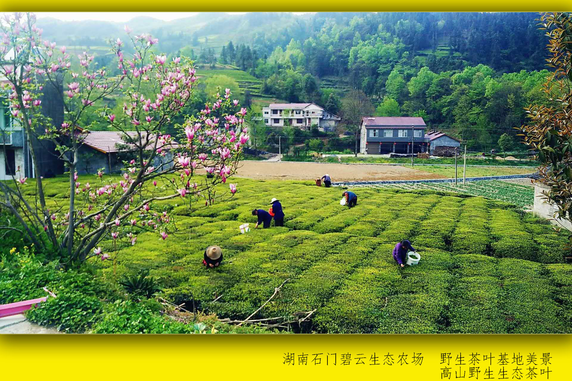 石门县碧云生态家庭农场:野生茶叶畅销国际农业展销会