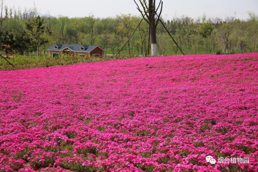 4月烟台植物园美翻了