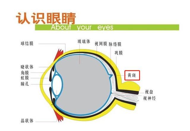 玩手机导致视网膜黄斑病变?不存在的!