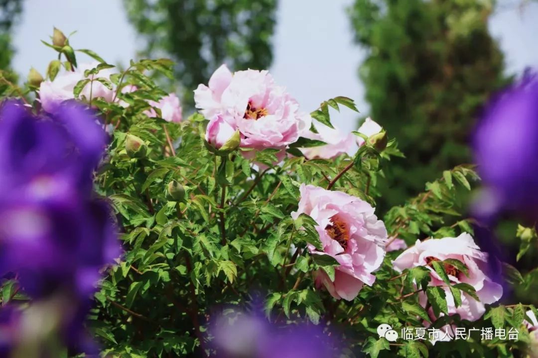 风雨过后河州牡丹依旧挺立绽放_临夏市