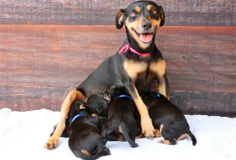 怎么看小狗狗怀孕了没有 1b45aee2f7064980935655041e0851c8.png