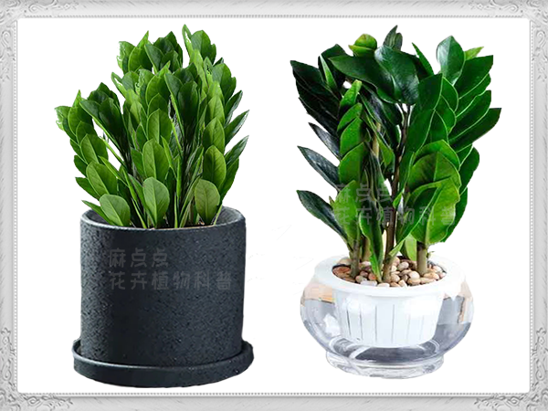 怎么养金钱树叶子才绿 1d88d341209945328588b58e0775ff92.png