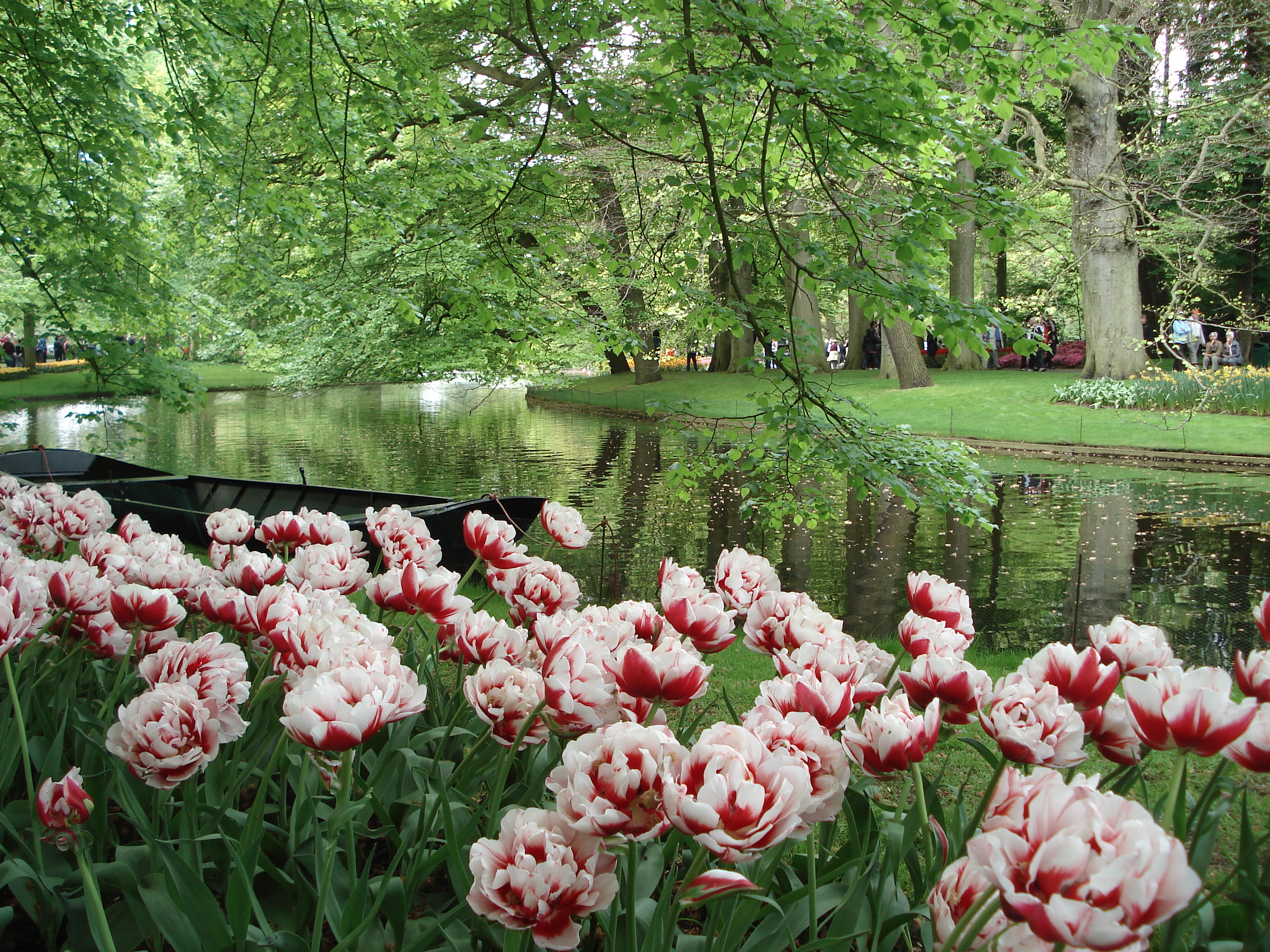 世界上最大的郁金香花园-荷兰库肯霍夫公园