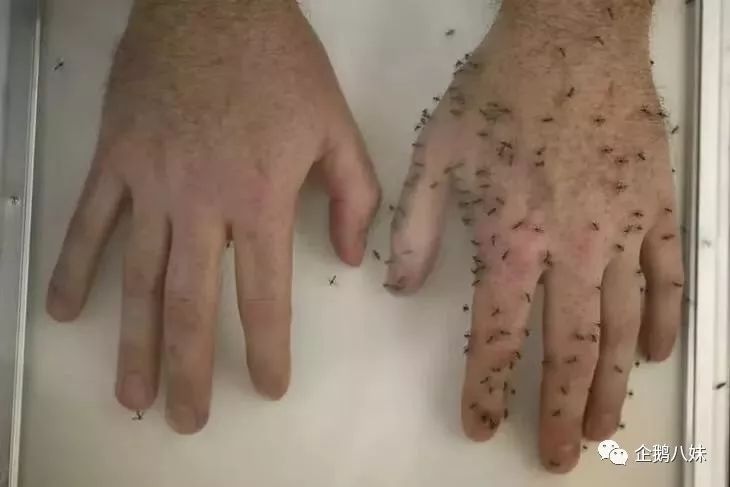 前方高能预警,有密集恐惧症和蚊子恐惧症的你可以迅速滑过.