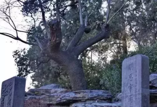 歪脖樹 吊死崇祯皇帝的“歪脖子树”，300年过去了，现在变得怎么样了？_搜狐网