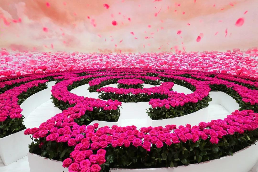 10000 玫瑰空降兴业太古汇,这片花海迷宫沦陷了!