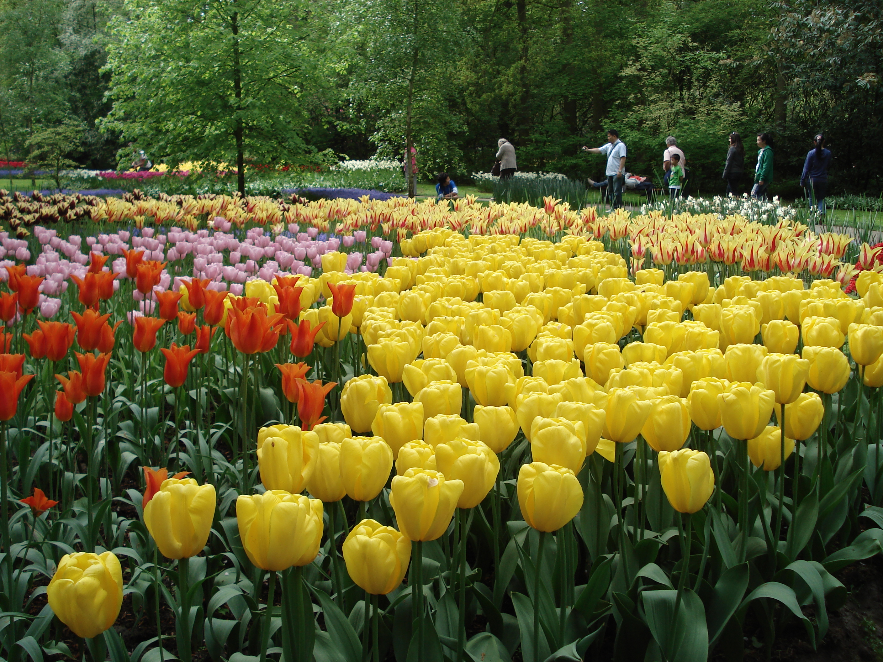 世界上最大的郁金香花园-荷兰库肯霍夫公园