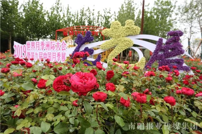 推荐地点:南阳世界月季大观园,月季博览园