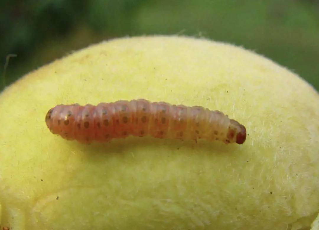 梨小食心虫