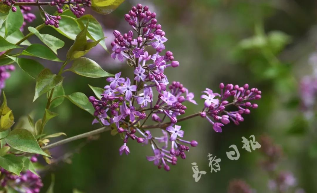 视觉志 | 这波丁香花美得可以当手机屏保!