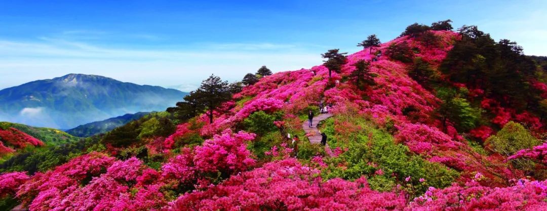 磐安第七届杜鹃花节,红艳艳花开喜迎人