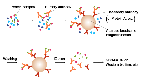 免疫共沉淀（Co-IP）实验的一般步骤，看过来~_蛋白质
