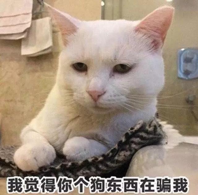 撒娇专用的猫咪表情包|给你个机会偷亲我