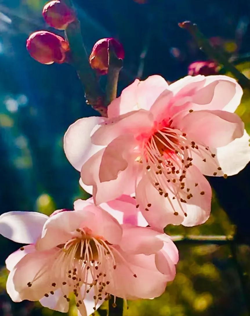 春城无处不飞花便引诗情满城飞