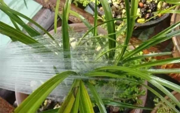 室内养什么植物可以驱蚊子呢 063a8b7b33ac494c99608b54d3662671.jpeg