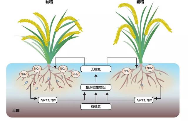 籼稻和粳稻富集了不同的根系微生物组,这些微生物与水稻氮肥利用效率
