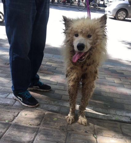 小萨，是杨芳捡回来的一只流浪狗，路人看了都心酸…