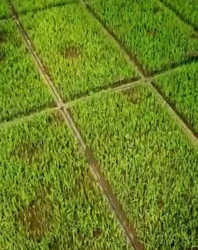 今天有雨,给大家提个醒,雨后曝晴极易发生水稻苗床病害.