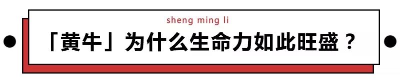 跟票贩子相爱相杀这么久，你知道他们为啥叫黄牛吗？