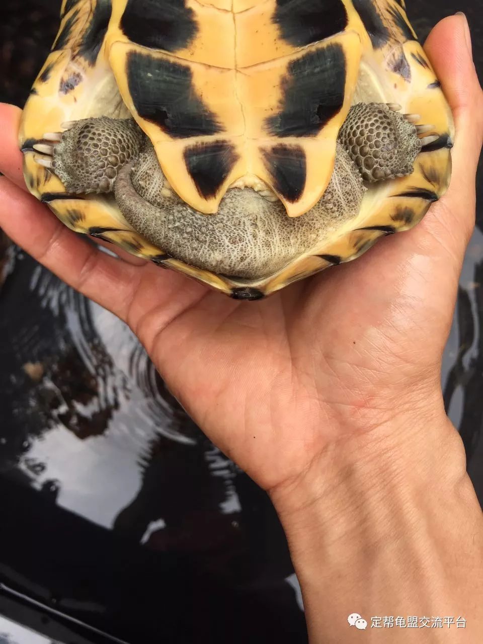 乌龟汤是什么意思 22a56577519e40349f6de98617fa0731.jpeg