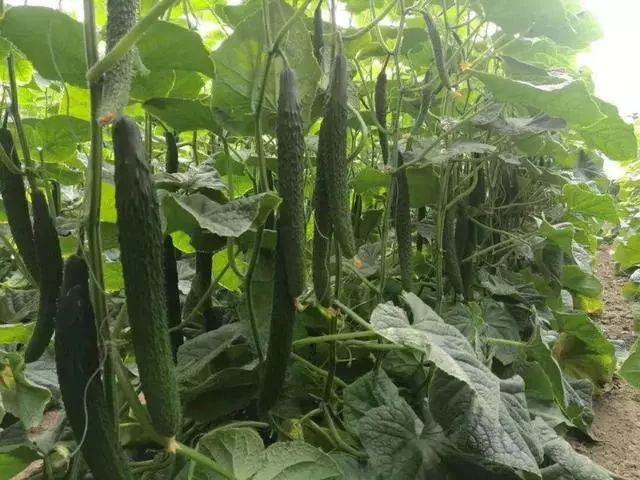 什么东西解苦味 2adf700694454911834bc4986902d5ed.jpeg