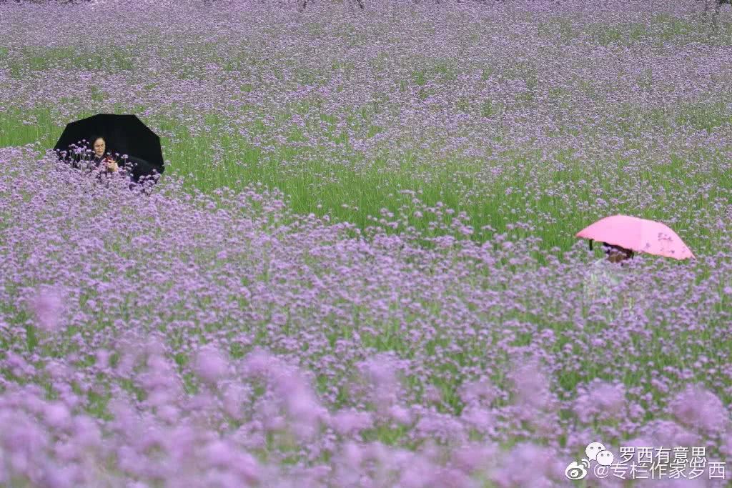 春风得意马蹄疾的意思 2d4adb0e1f5d41309ce7d4d80220c131.jpeg