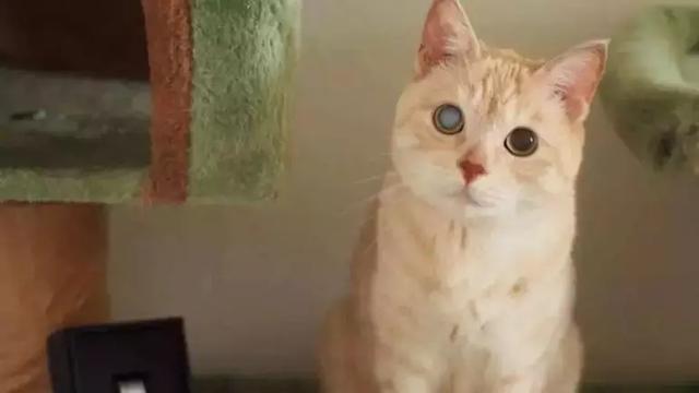 原创猫咪青光眼白内障的诊治与护理
