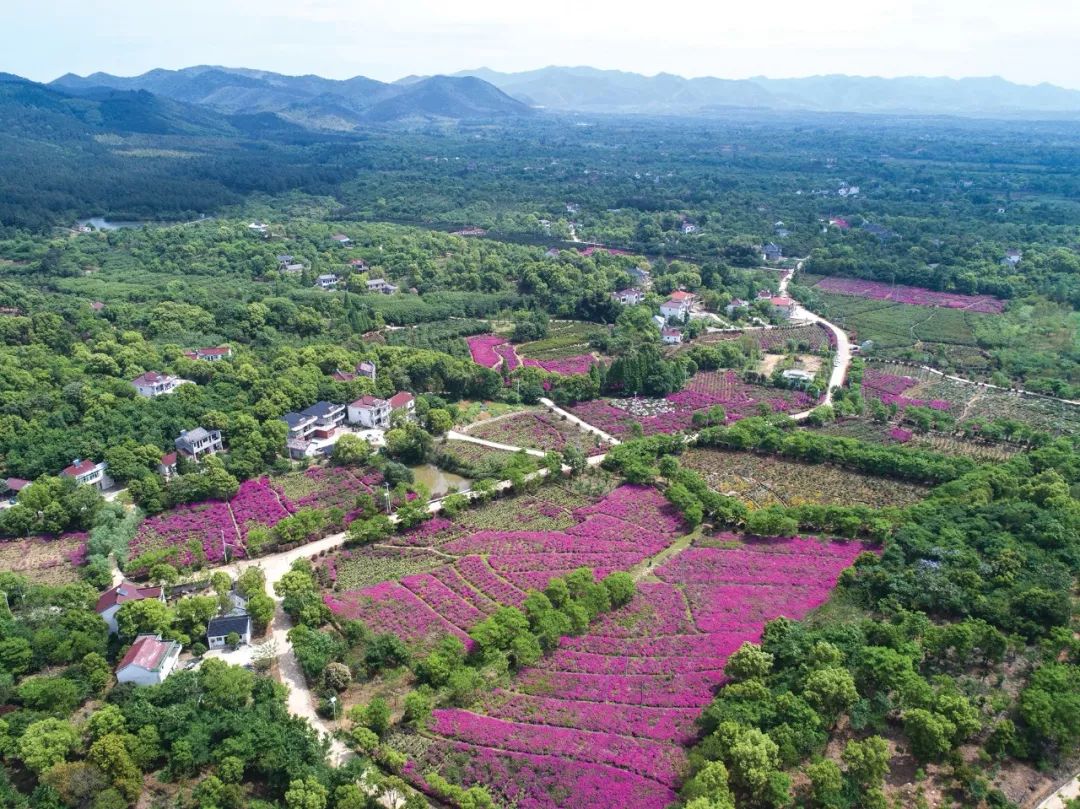 杜鹃花海引客来2019年4月,摄于长兴县泗安镇二界岭村摄影:许旭返回